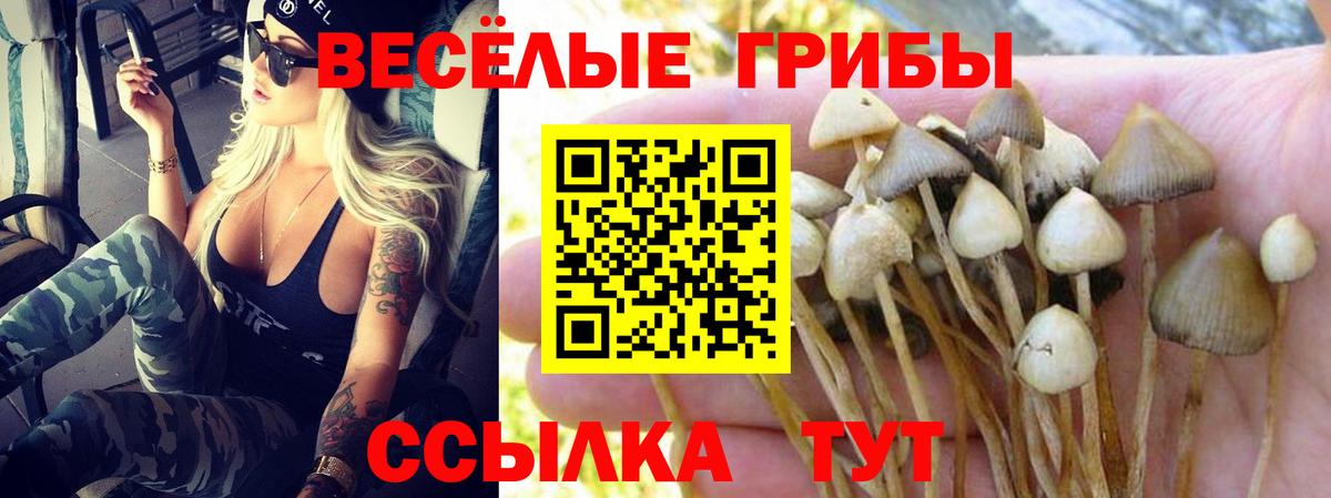 Псилоцибиновые грибы мицелий Новосибирск